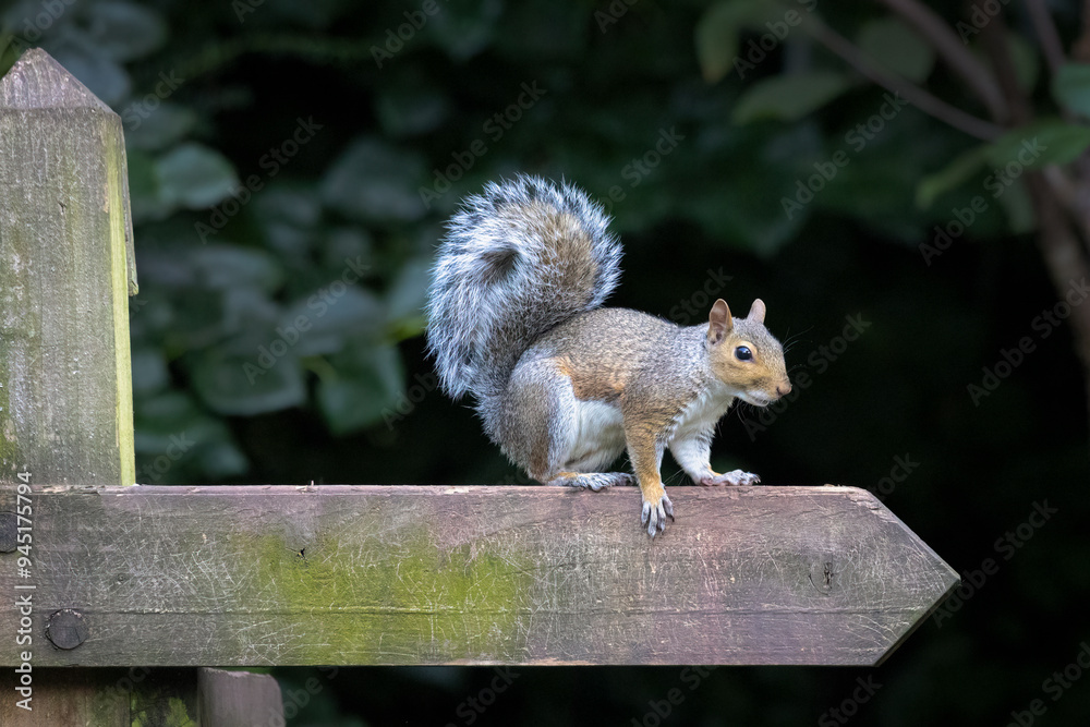 Poster A grey squirrel is standing on a direction pointer on a wooden post, Taken against a natural out of focus background