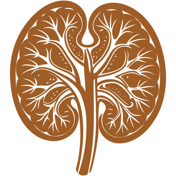brown kidney anatomy diagram clip art preview