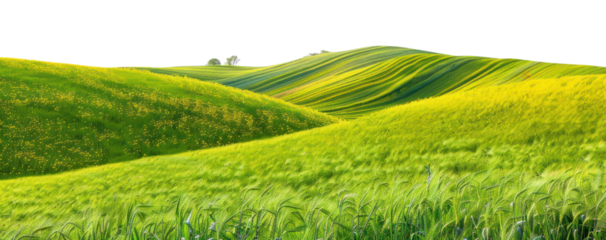 PNG Hilly spring fields countryside agriculture vegetation.