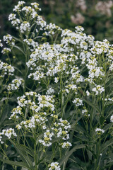 White horseradish fowers close up in organic garden. Blooming horseradish, lat. Armoracia rusticana, a perennial vegetable plant, in spring