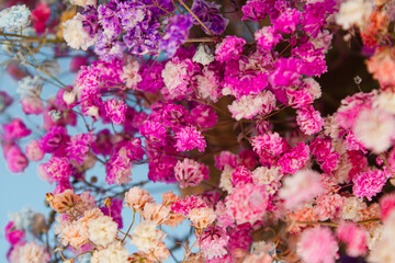 Multicolored gypsophila on a blue background