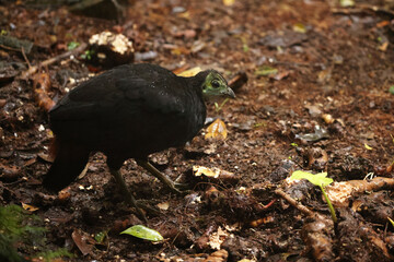 The wattled brushturkey (Aepypodius arfakianus) is a species of bird in the family Megapodiidae. It is found in New Guinea.