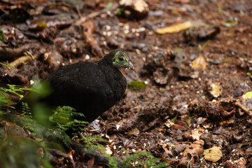 The wattled brushturkey (Aepypodius arfakianus) is a species of bird in the family Megapodiidae. It is found in New Guinea.