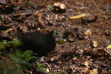 The wattled brushturkey (Aepypodius arfakianus) is a species of bird in the family Megapodiidae. It is found in New Guinea.