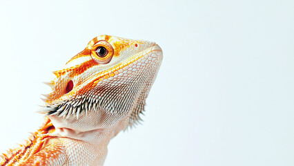 Obraz premium Exotic lizard bearded dragon on light background, lizard in natural pose. Close-up. Copy space. Generative AI
