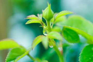 Obraz premium The rain refreshes the air and the traces on the flowers make them look and feel beautiful, making me fall in love every morning I wake up on a rainy night.