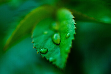 Fototapeta premium The rain refreshes the air and the traces on the flowers make them look and feel beautiful, making me fall in love every morning I wake up on a rainy night.