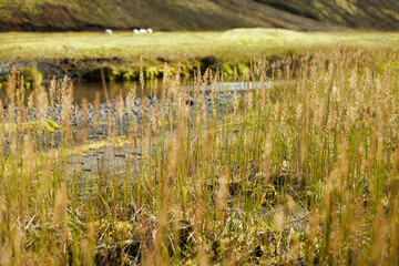 Golden wheat with Mountain in the background in Iceland