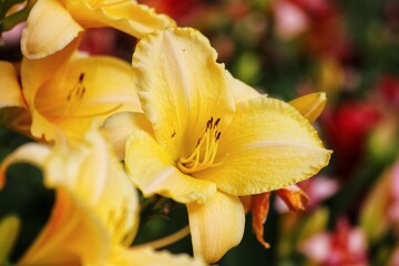 Fototapeta premium Hemerocallis. Flowering daylily flowers in garden.