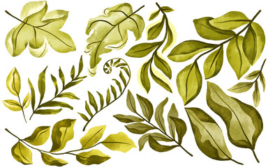 Set of leaves and branches. Summer and spring illustration hand drawn on isolated background