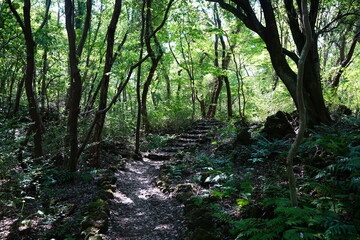 delightful path through autumn forest