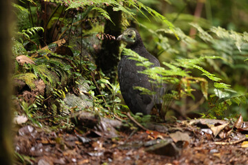 The wattled brushturkey (Aepypodius arfakianus) is a species of bird in the family Megapodiidae. It is found in New Guinea.