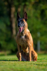 Belgian Shepherd Malinois female sitting on the grass in the park