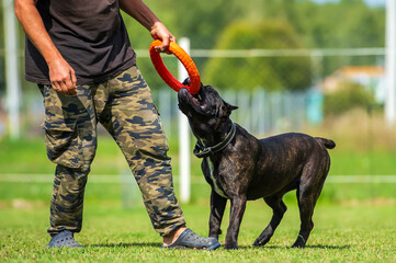 Cane corso italiano playing with an orange ring on a green meadow