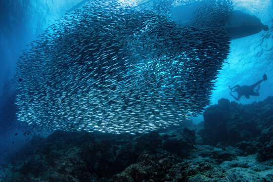 School of sardines with a distant silhouette of a scuba diver and a bangka boat on the surface 