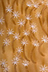 Coral polyps pattern