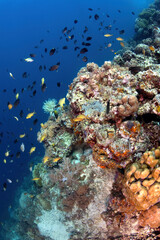Reef scene with colourful corals and tropical fish