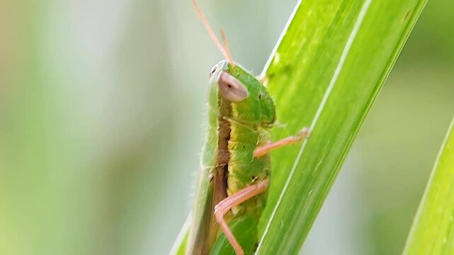 Rice grasshopper or leaf grasshopper is resting. 4K macro videography.