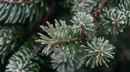 Winter Snowy Pine Branches
