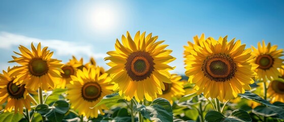 Vibrant Sunflower Field Under Clear Blue Sky - Picturesque Summer Landscape with Blooming Yellow Flowers