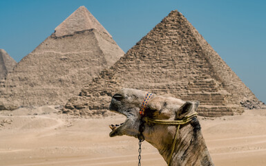 camel in the Egyptian desert near the pyramids in Luxor
