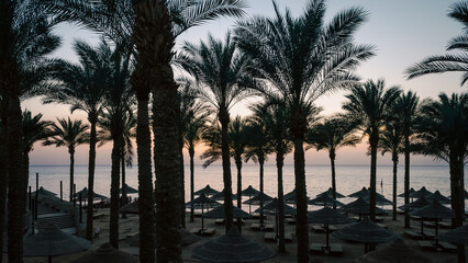 Obraz premium empty beach with palm trees and umbrellas in egypt sharm el sheikh at sunrise