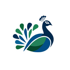 peacock feather isolated on white