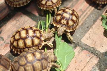 Sucata tortoise eating leaf on ground,African Sulcata Tortoise Natural Habitat,Sucata tortoise eating leaf on ground,African Sulcata Tortoise Natural Habitat,Africa spurred tortoise sunbathe
