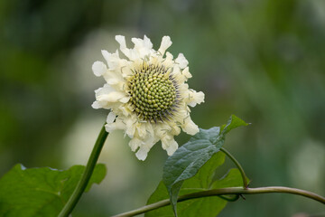 close up of Giant yellow scabious flower with a blurred green background