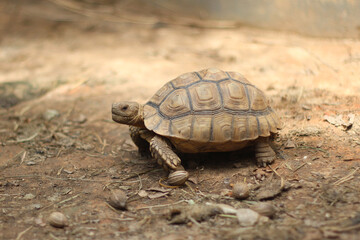 African Sulcata Tortoise Natural Habitat,Close up African spurred tortoise resting in the garden, Slow life ,Africa spurred tortoise sunbathe on ground with his protective shell ,Beautiful Tortoise
