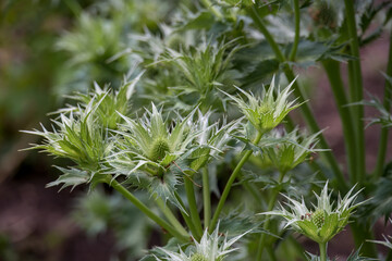 Eryngiums also known as sea holly with spiny leaves and a characteristic ruff around the flowerheads