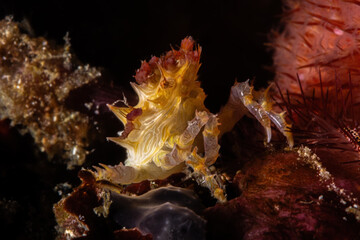 Soft coral crab