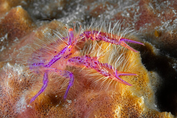 Pink squat lobster