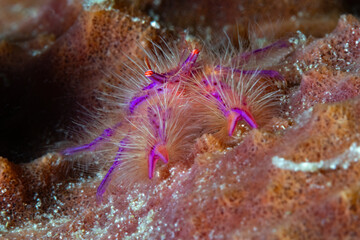 Pink squat lobster