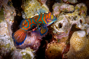 Mandarin fish