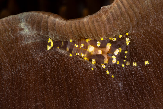 Hidden corallimorph shrimp
