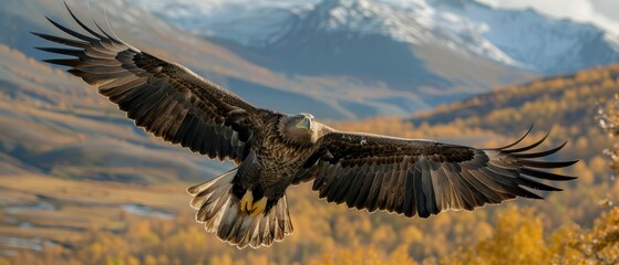 Obraz premium Majestic Eagle Soaring Over a Picturesque Valley Embracing Freedom and Majesty
