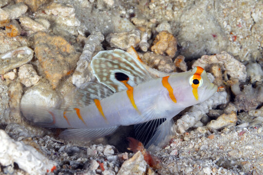 Randall's shrimpgoby