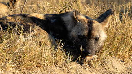 Nearby photo of an African Wild Dog (painted dog) (Lycaon pictus) (Wildehond) near Crocodile Bridge in the Kruger National Park, Mpumalanga, South Africa