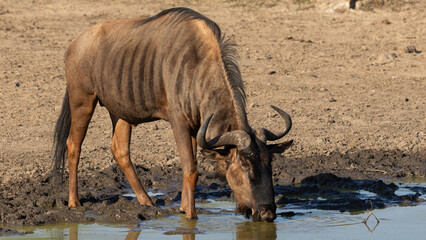 Blue wildebeest (Blouwildebees) (Connochaetes taurinus) drinking near Crocodile Bridge in the Kruger National Park, Mpumalanga, South Africa
