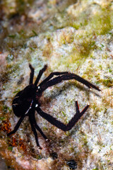 Squat lobster