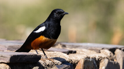 Obraz premium Mocking Cliff Chat (Dassievoël) (Tamnolaea cinnamomeiventris) near Crocodile Bridge in the Kruger National Park, Mpumalanga, South Africa