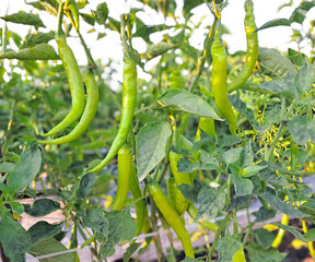 The genus Capsicum pepper plants in the family Solanaceae, which is a spice (spice) one. Nature...