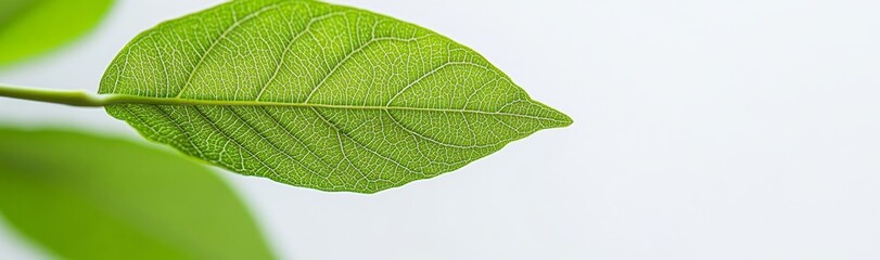 Obraz premium An image of a close-up of a green leaf on a blurred greenery background under sunlight with bokeh, using natural plants landscape as the background.