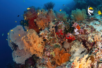 Vibrant tropical reef with colourful corals and fish