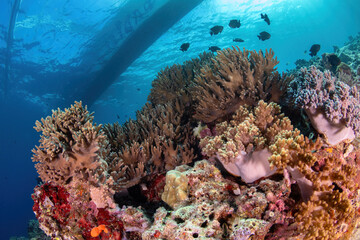 Reefscape with a silhouette of a traditional Philippine bangka boat on the surface 