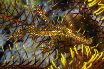 Ornate Ghost Pipefish