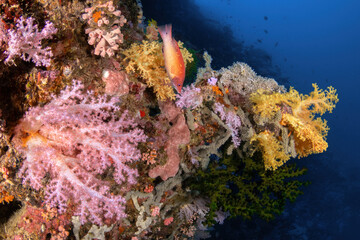 Reefscape with soft corals and fish