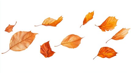 Fototapeta premium A row of autumn leaves are scattered across a white background