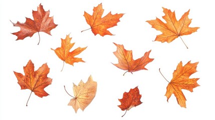 Fototapeta premium A row of autumn leaves are scattered across a white background